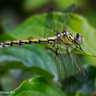 Onychogomphus forcipatus Linnaeus 1758