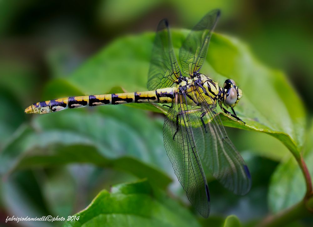 Onychogomphus forcipatus Linnaeus 1758