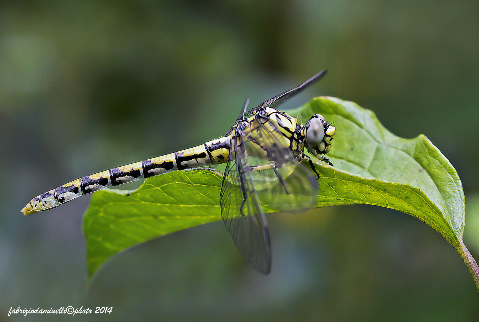 Onychogomphus forcipatus Linnaeus 1758 female