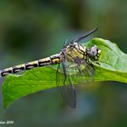 Onychogomphus forcipatus Linnaeus 1758 female