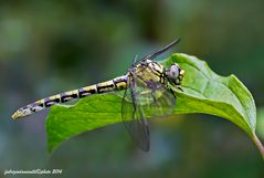 Onychogomphus forcipatus Linnaeus 1758 female