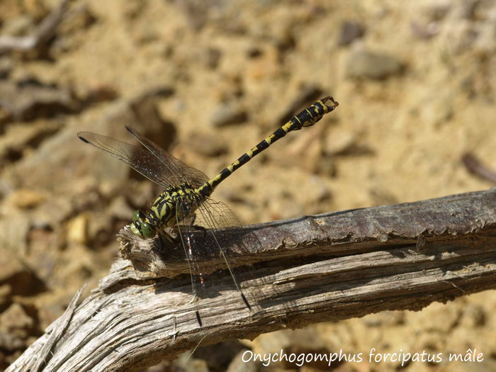 Onychogomphus forcipatus mâle