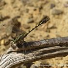 Onychogomphus forcipatus mâle