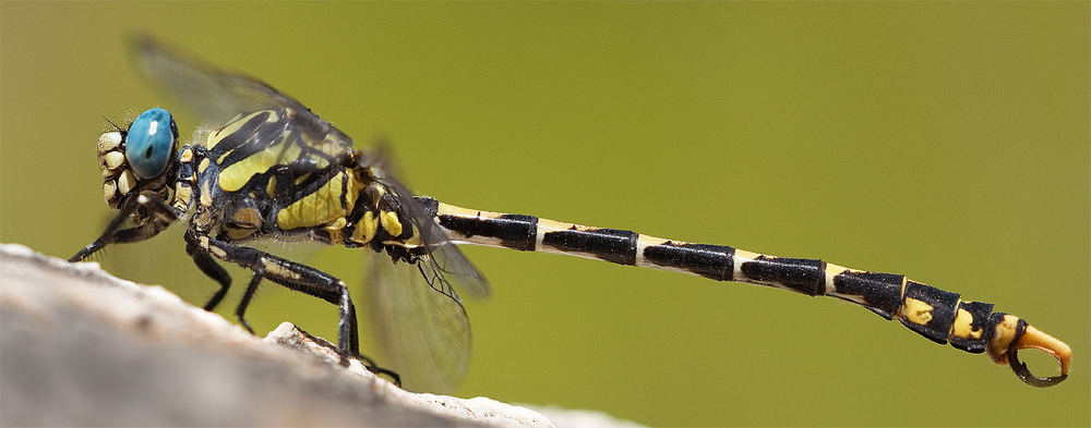 Onychogomphus uncatus