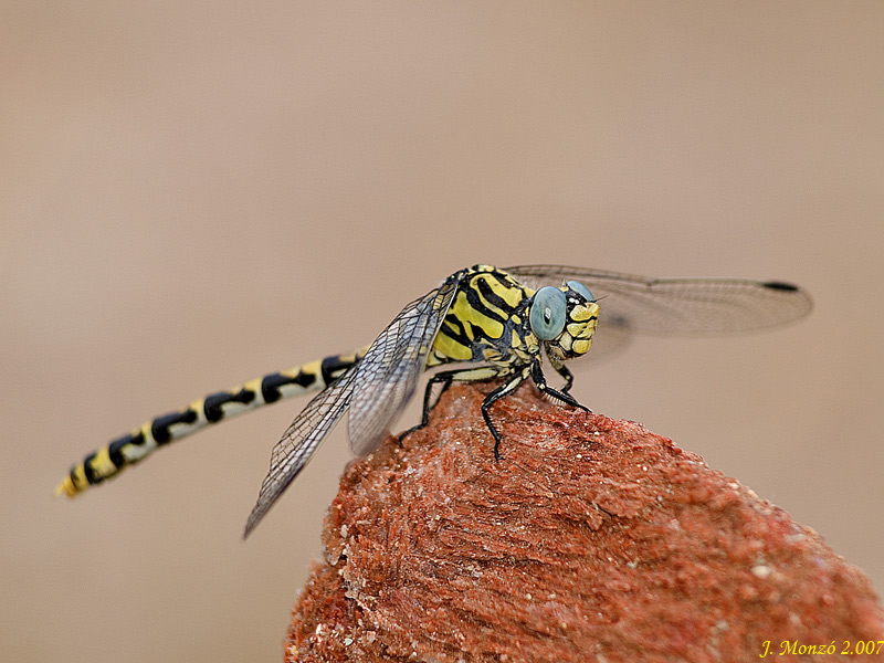 Onychogomphus uncatus hembra