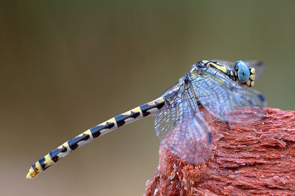 Onychogomphus uncatus, hembra