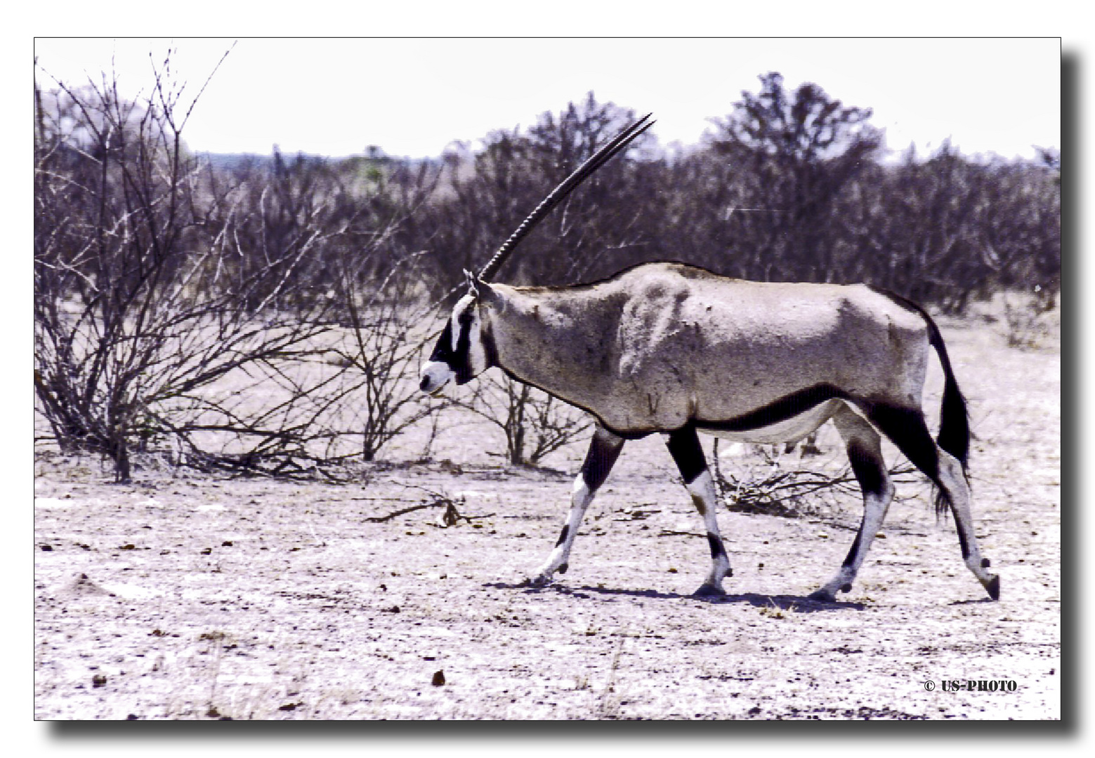 Onyxantilope in der Namib