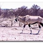 Onyxantilope in der Namib