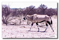 Onyxantilope in der Namib