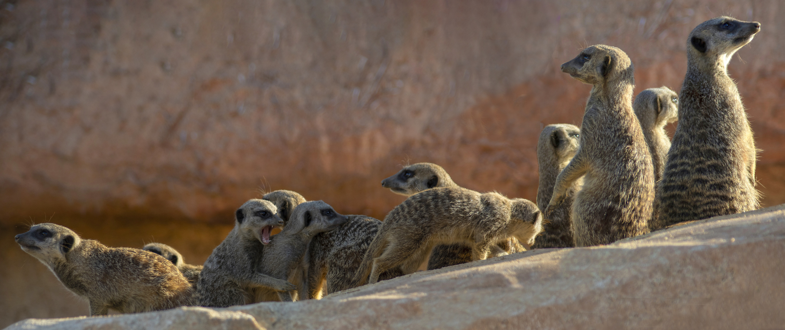 Onze suricates (Suricata suricatta)