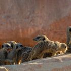 Onze suricates (Suricata suricatta)