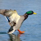 oo __ air duck __ donald flight 4377 __ 18:35 __ gelandet