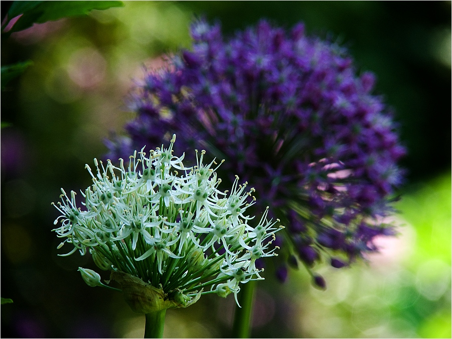 oO (Allium x 2)