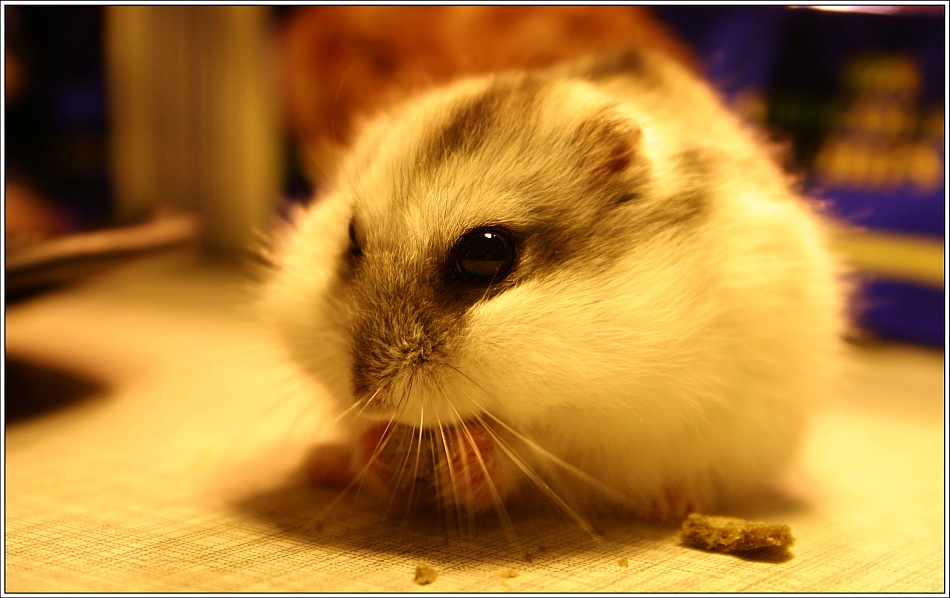 o.o Hamsterbacken o.o