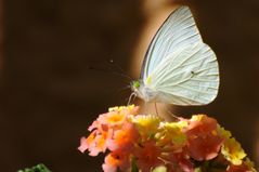 o)(o mariposa *