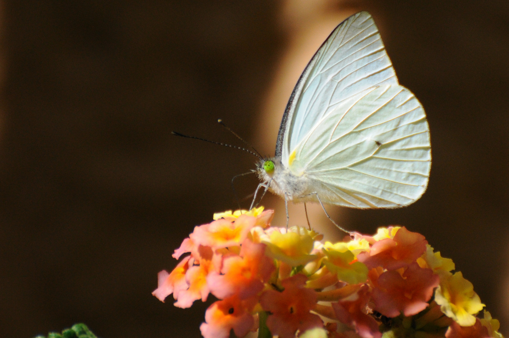 o)(o mariposa