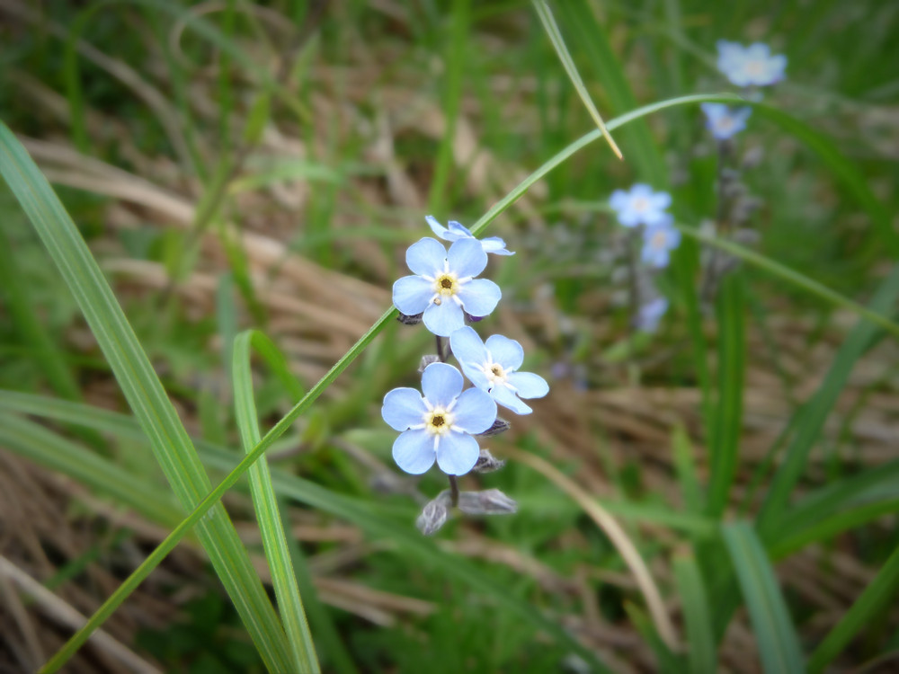 °oO Très Fleur Bleue Oo°