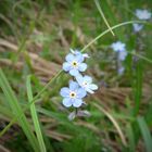 °oO Très Fleur Bleue Oo°