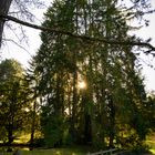 Oobeschdimmig im Wänggepark