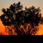 Oodnadatta track 2