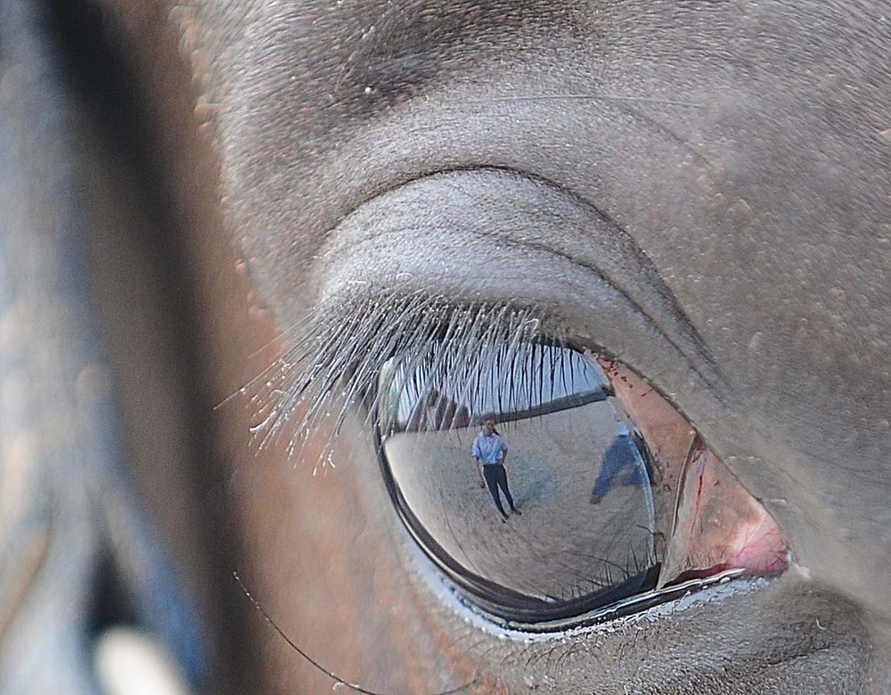 Oog is de spiegel van de ziel... Tierfreundschaft