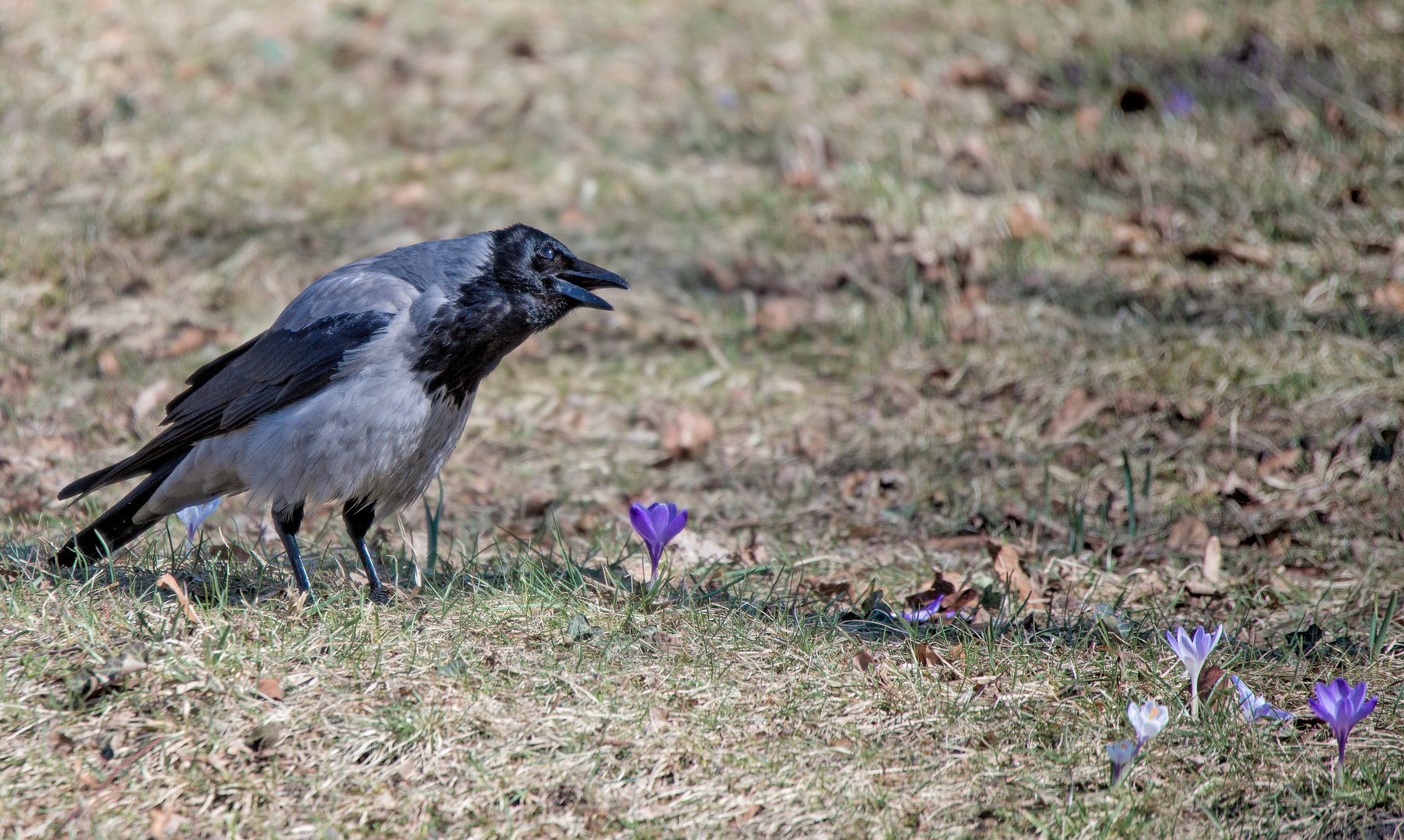 Ooh no! ... nicht schon wieder Frühling!