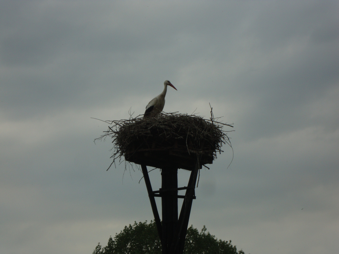 Ooievaar op het nest