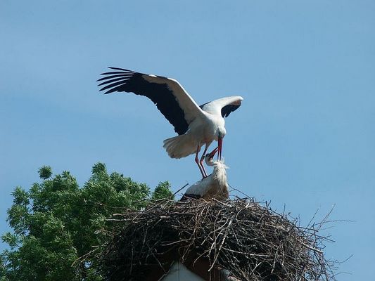 Ooievaars in de Alblasserwaard