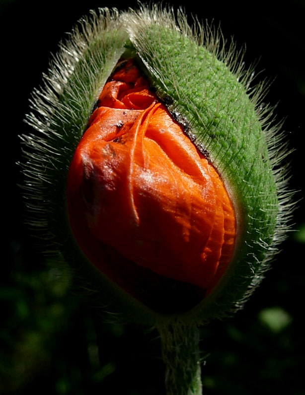 Oooh - gleich ist es soweit (Mohn II)