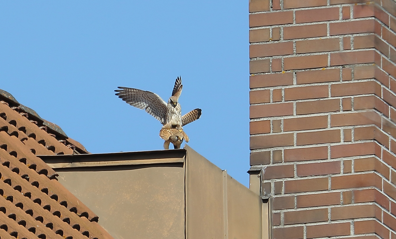 Ooohh ..... HOPPLA, aber auch! (Turmfalken Paarung Bild 1 von 4)