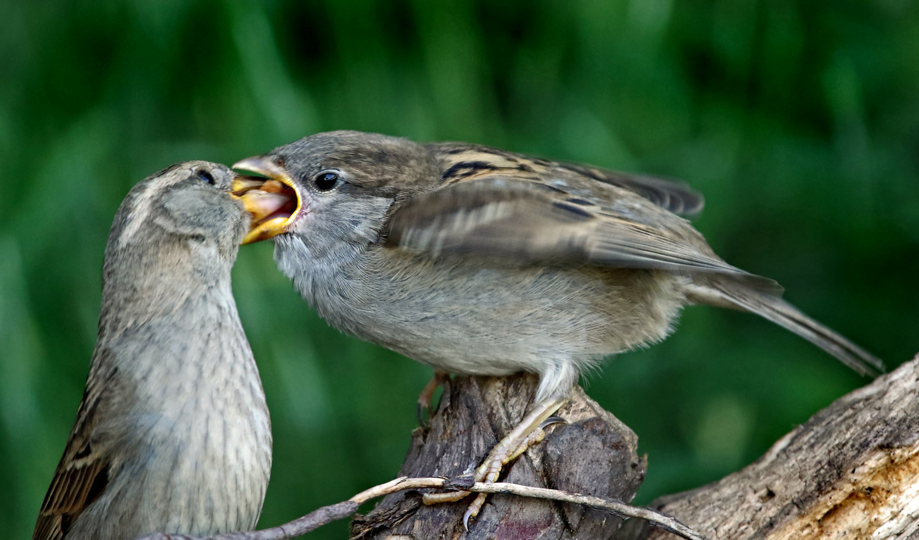 "Ooooch, der Kleine hat Hunger ......"