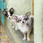 oooooh Chihuahua