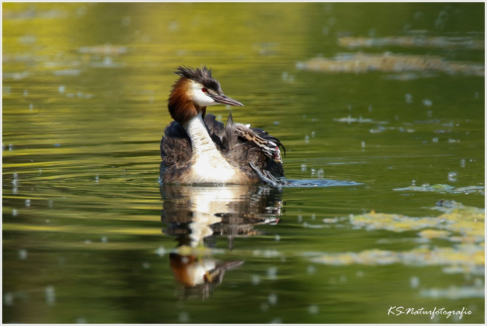 Ooops, wo ist mein Geschwisterchen hin?? - Ooops, where did my sibling go?