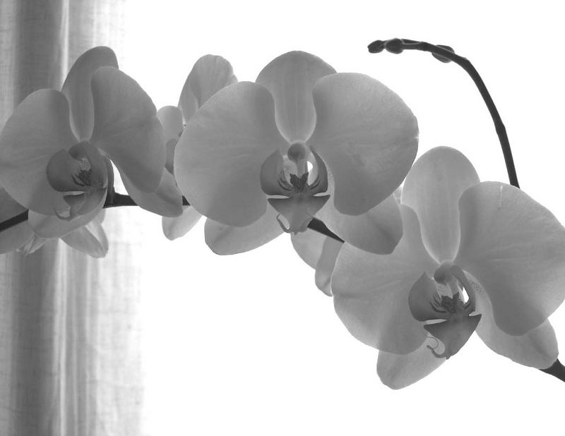 OOOrchids