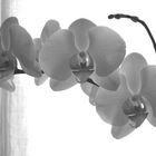 OOOrchids