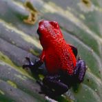 oophaga pumilio