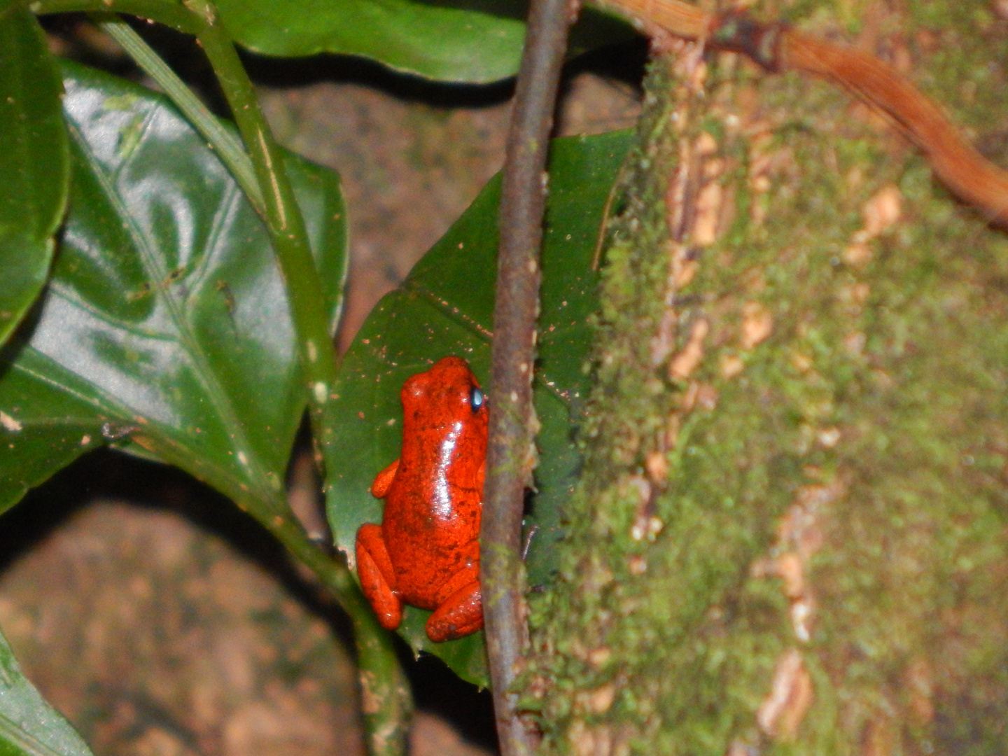 Oophaga pumilio Costa Rica