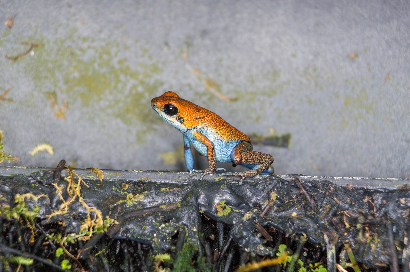 Oophaga pumilio escudo