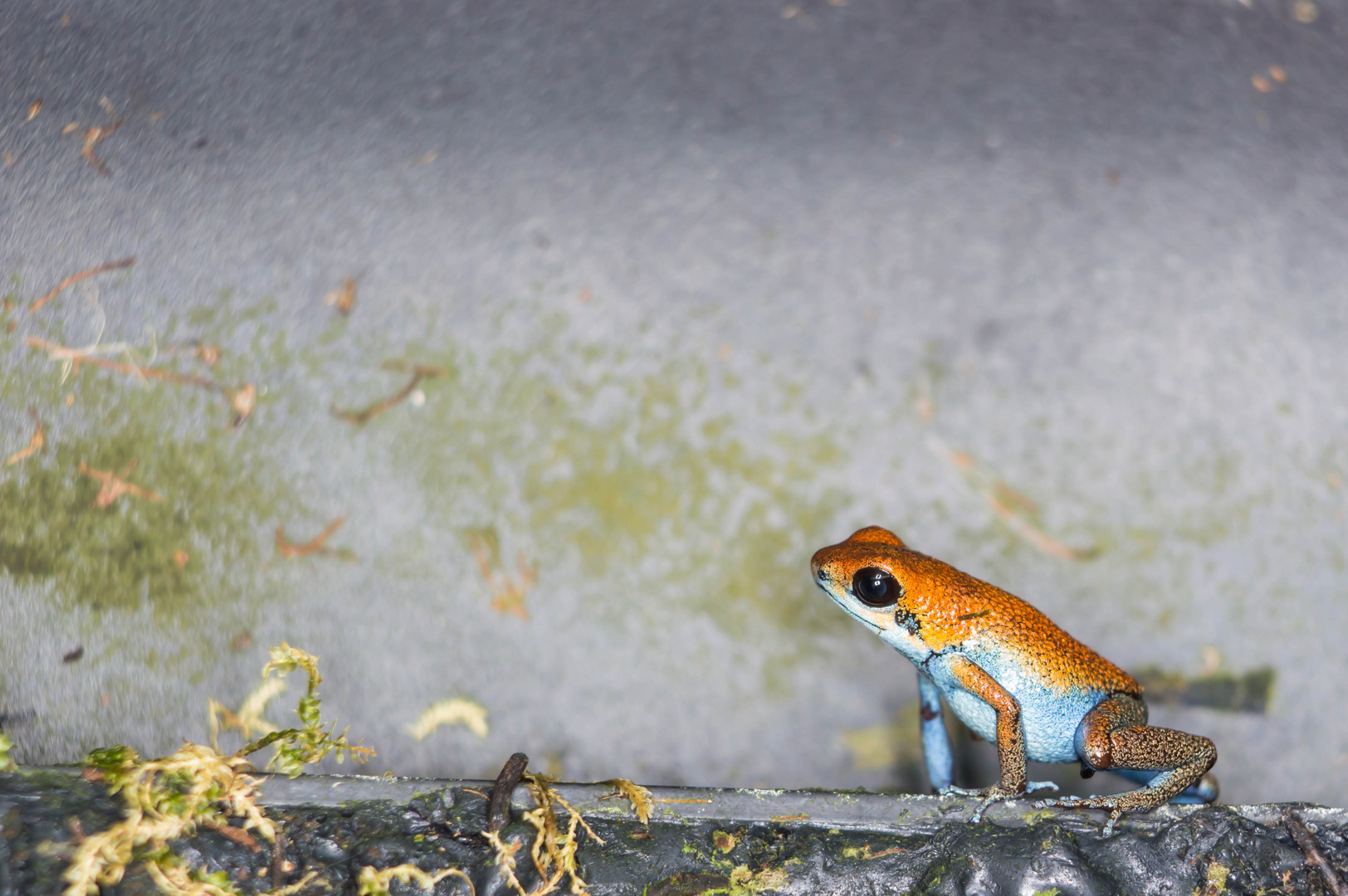 Oophaga pumilio escudo full size