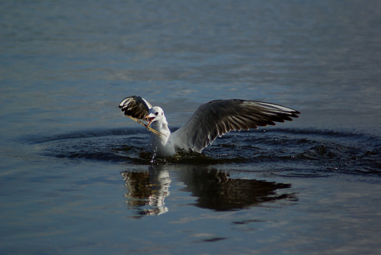 oops missed the fish, got a stick !