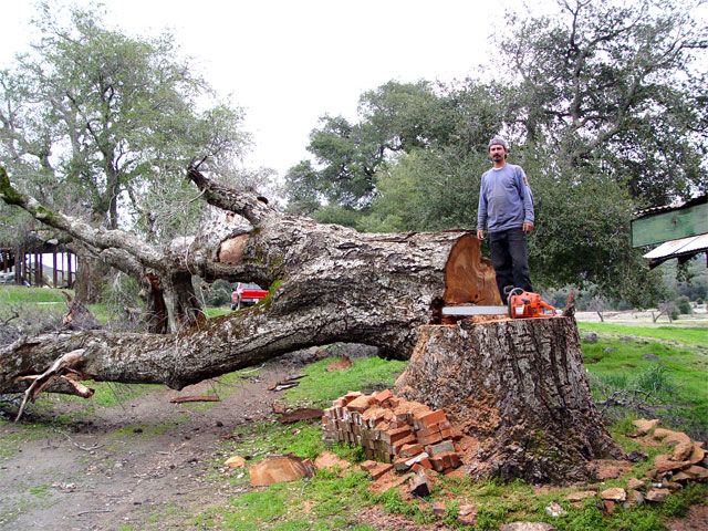 oops, tree fall down.