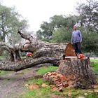 oops, tree fall down.