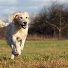 Oostal Golden Aennie