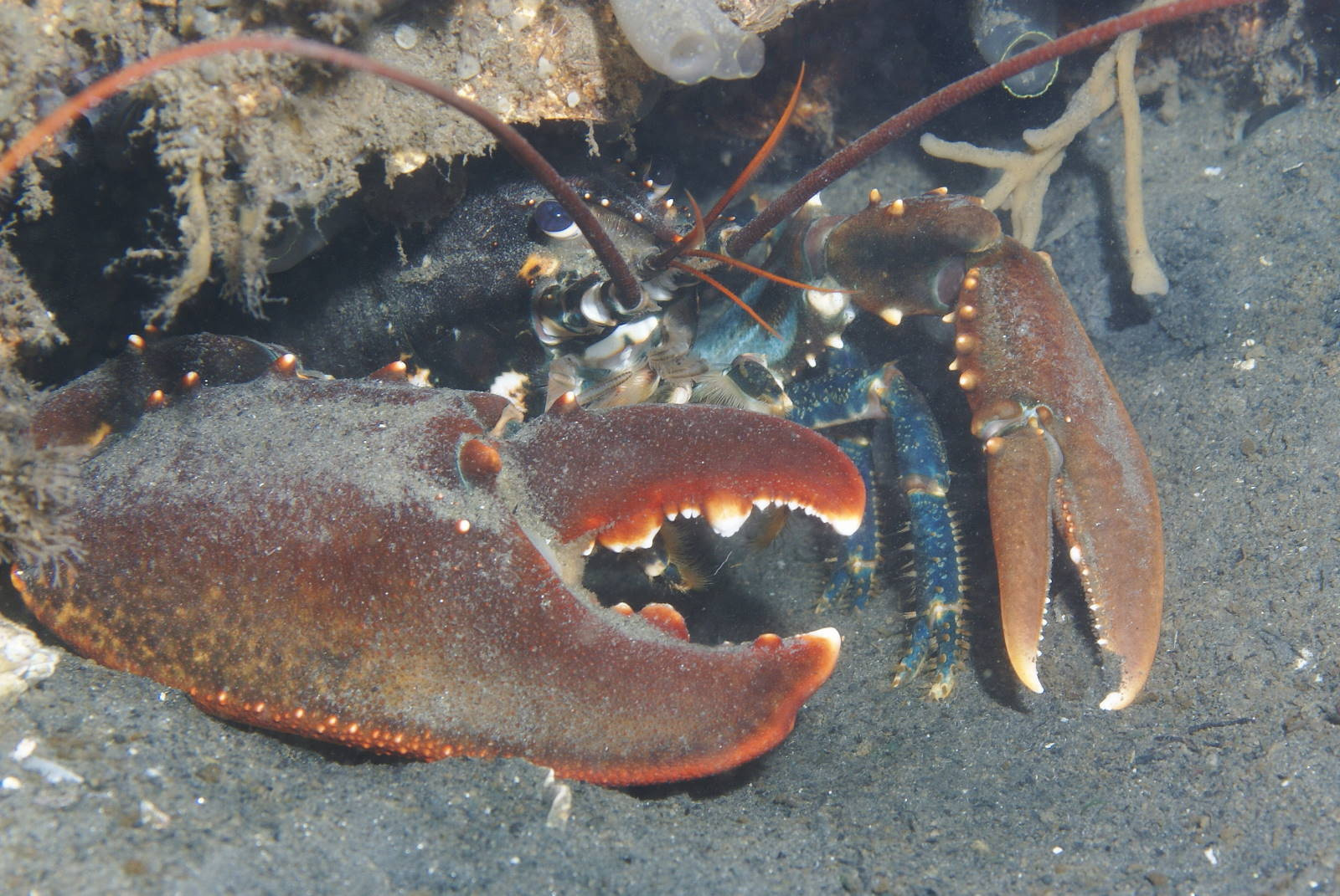 Oosterschelde Hummer