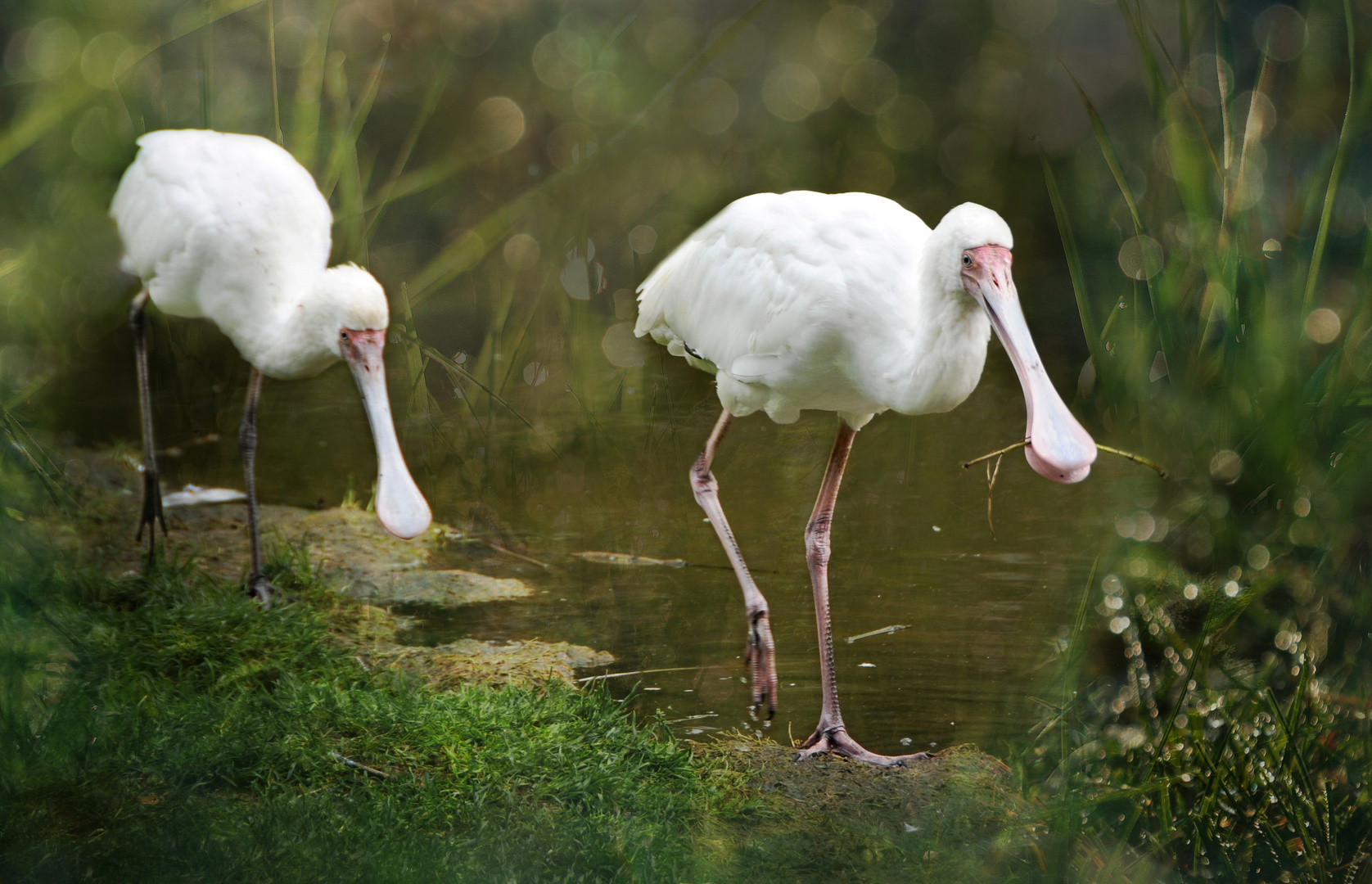 Oostvaardersplassen