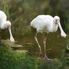 Oostvaardersplassen