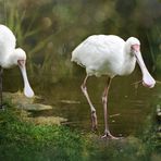 Oostvaardersplassen