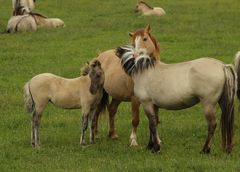 Oostvaardersplassen - " Familienbande"