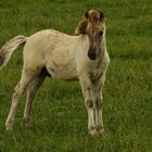 Oostvaardersplassen - Hengstfohlen