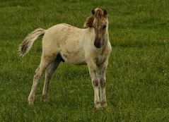 Oostvaardersplassen - Hengstfohlen